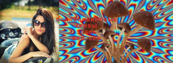 PSILOCYBIN Алзамай